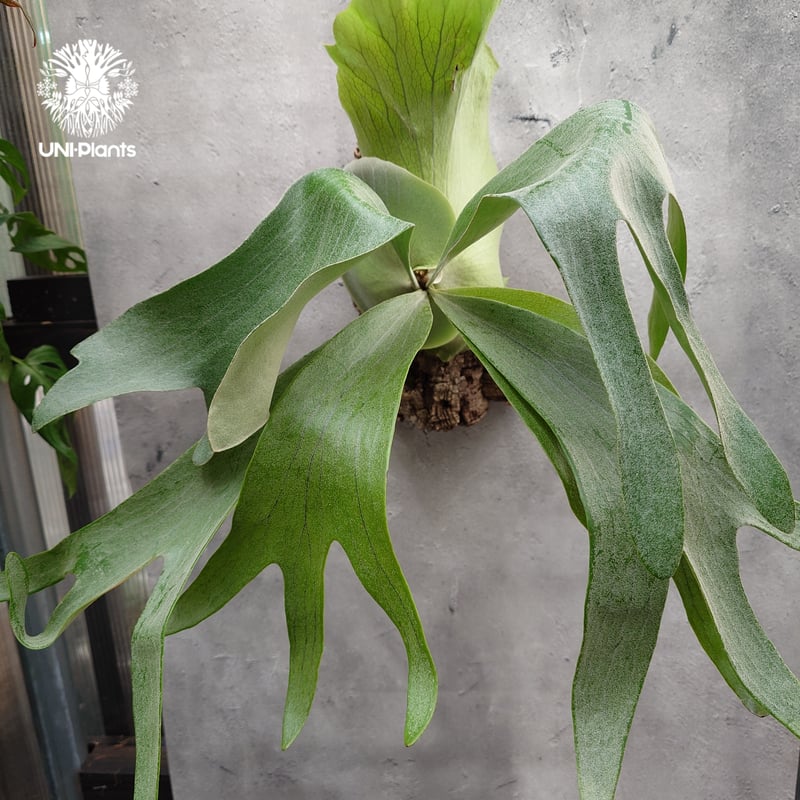 ビカクシダ 観葉植物 In store now!】 オンラインストアに ビカクシダ追加しました