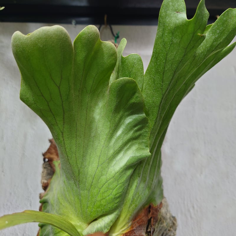 ビカクシダ コロナリウムフィリピネス 板付 ビカクシダ コロナリウム フィリピネスフォーム コウモリラン