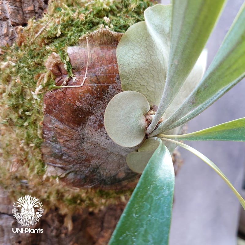 Platycerium Blue vista (pup)ビカクシダブルービスタ ビカクシダウィ