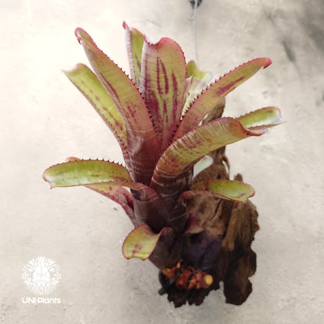 aechmea | STORES