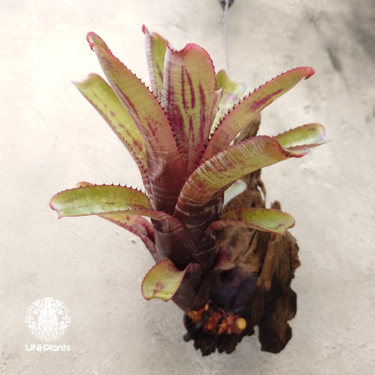 観葉植物/エクメア：ヌディカウリス アクアリス 3号鉢植え 現品