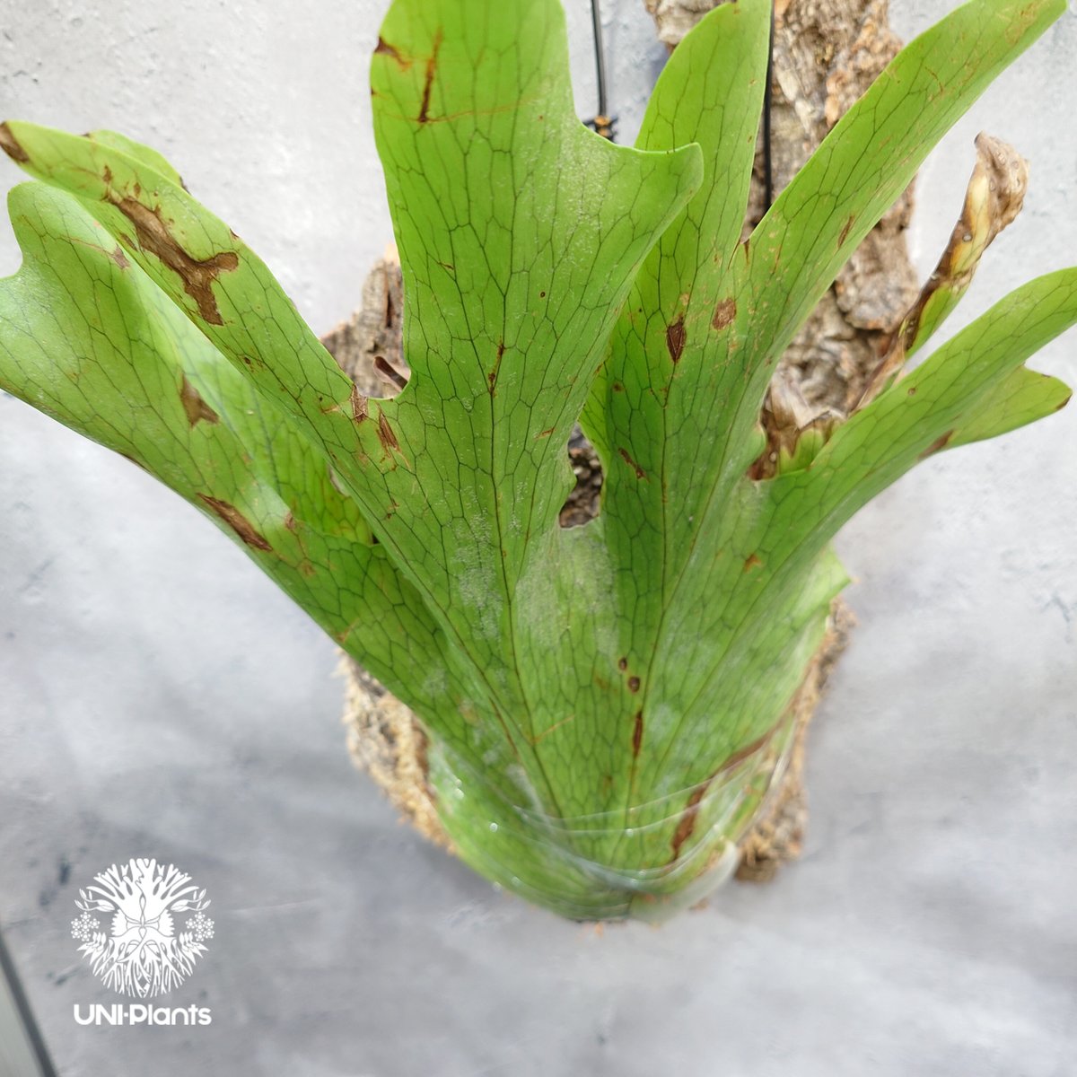 Platycerium wandae wild ビカクシダ ワンダエ ワイルド株
