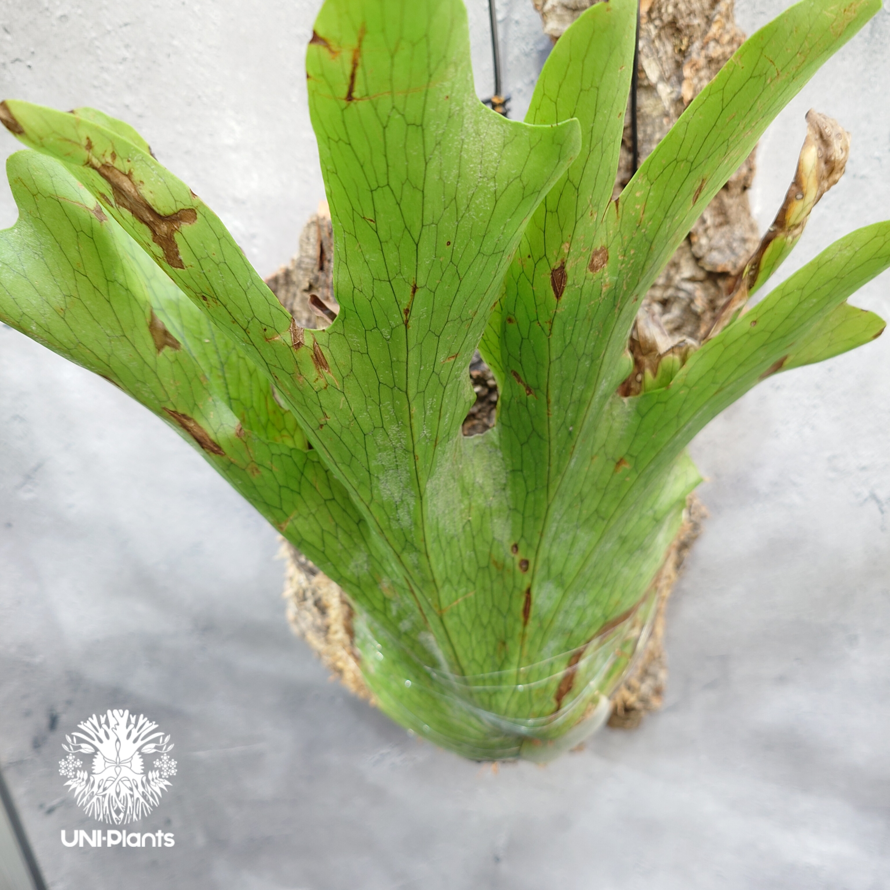 Platycerium wandae wild ビカクシダ ワンダエ ワイルド株 ビカクシダ