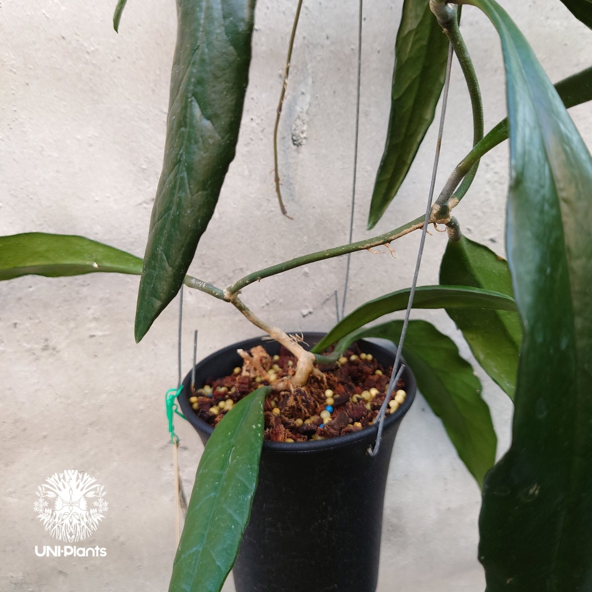 ホヤスラウェシアナスラウェシアーナ