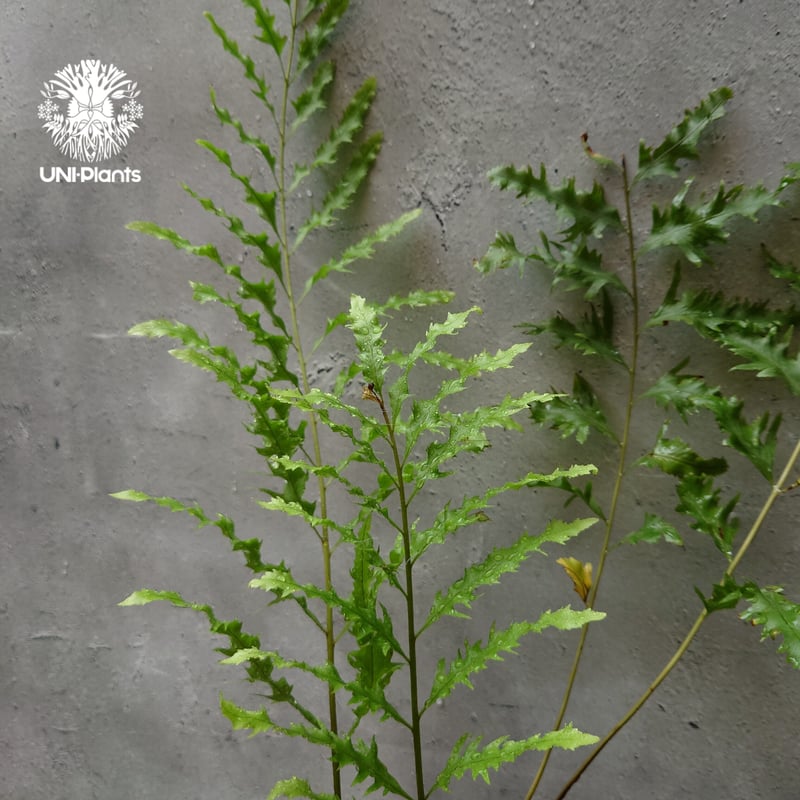 再入荷! Drynaria rigidula `whitei ドリナリア·リギデュラ'ホワイテ