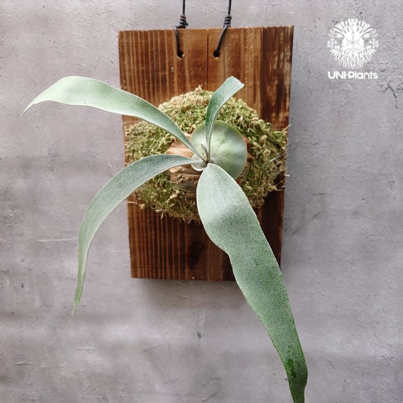 Patycerium veitchii wild(pup)ビカクシダ ベイチー ワイルド Patycerium veitchii wild(pup)ビカクシダ ベイチー ワイルド