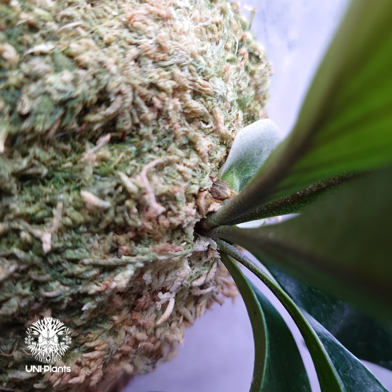 Platycerium hillii 'TT1' ビカクシダ ヒリー Platycerium