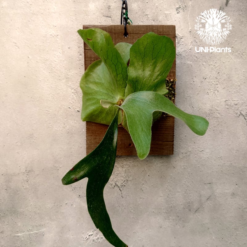 ビカクシダ ステマリア Platycerium stemaria コウモリラン ビカクシダ