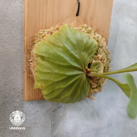 【国内繁殖株・一点物】Platycerium ridleyi | ビカクシダ リドレイ｜ビカクシダ原種｜Platycerium