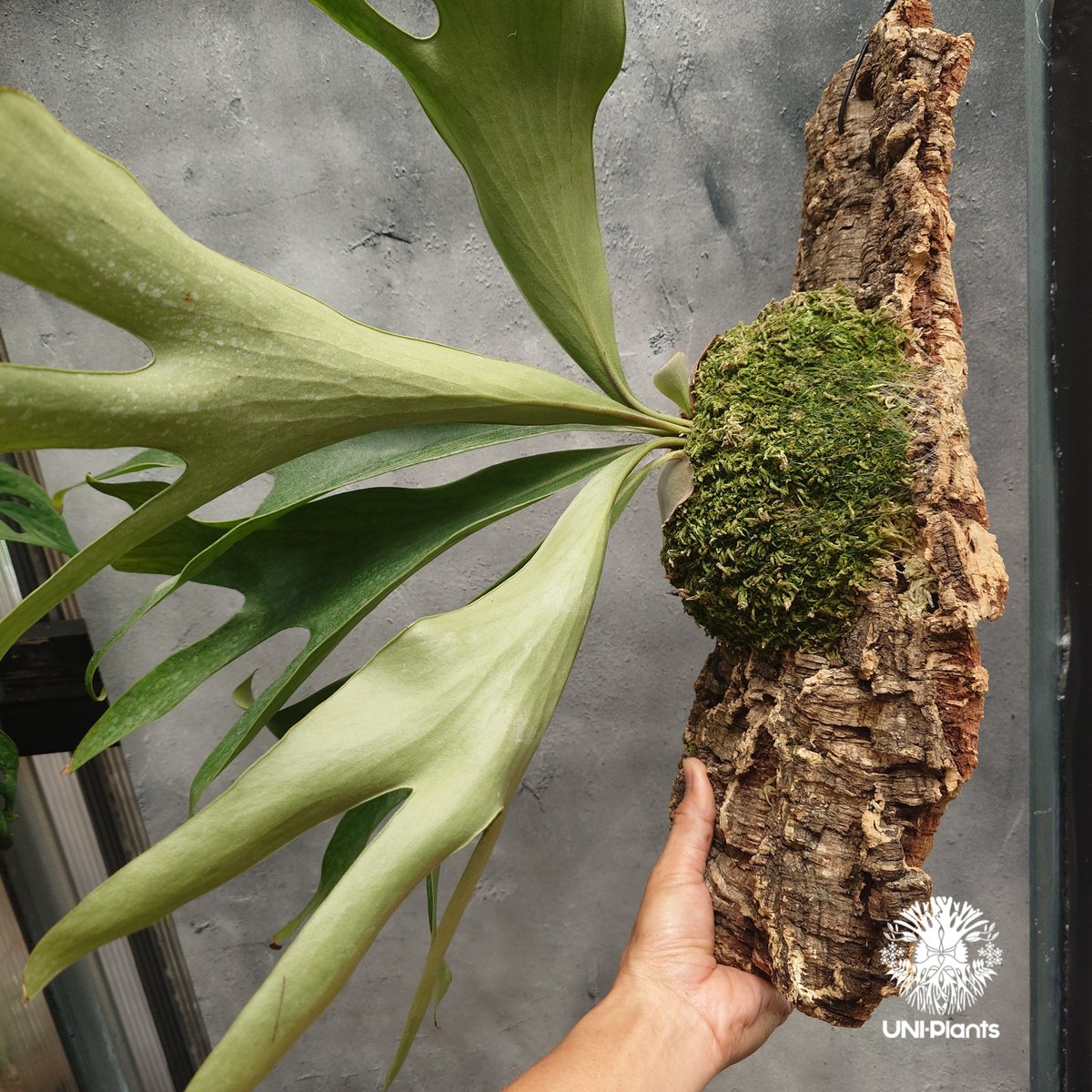 Platycerium hillii Excellence ビカクシダ ヒリー エクセレンス