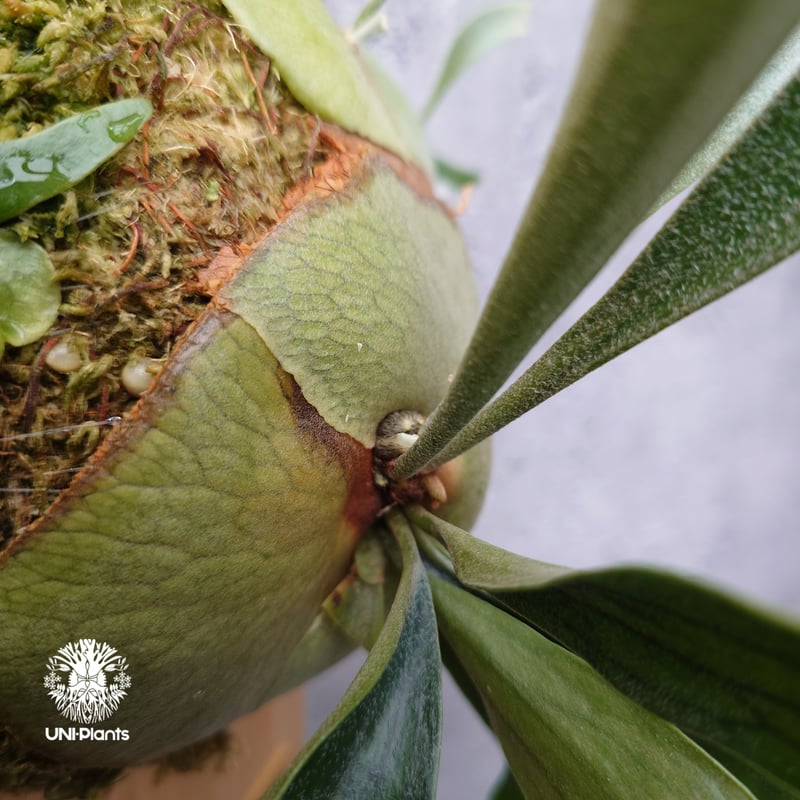 Platycerium Bifurcatum cv.Ziesenhenne ビカクシダ ジーゼ