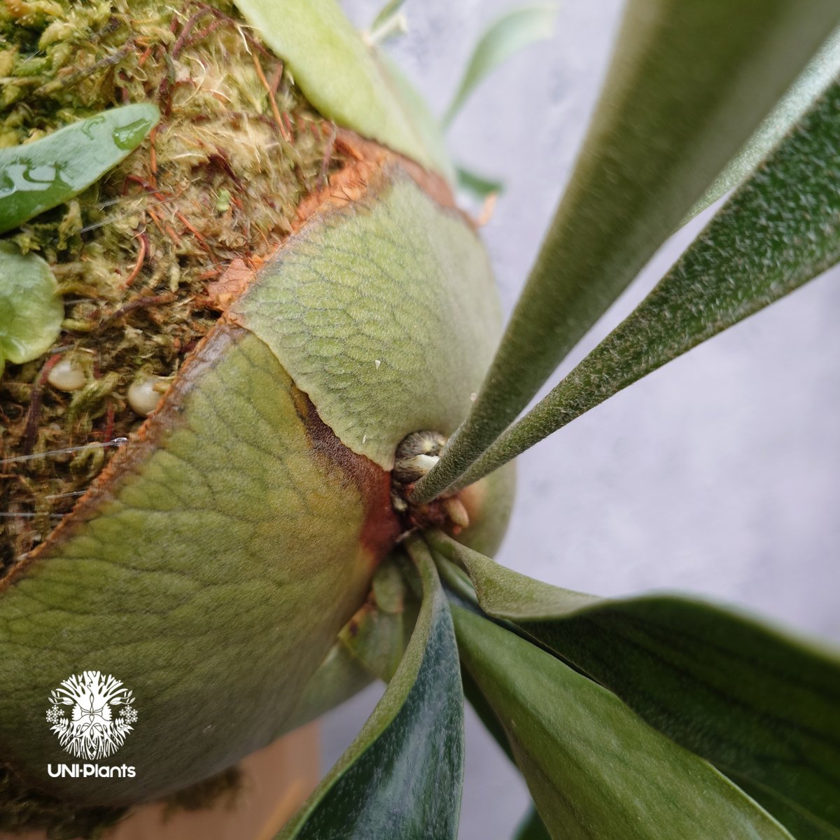 Platycerium Bifurcatum cv.Ziesenhenne ビカクシダ ジーゼ