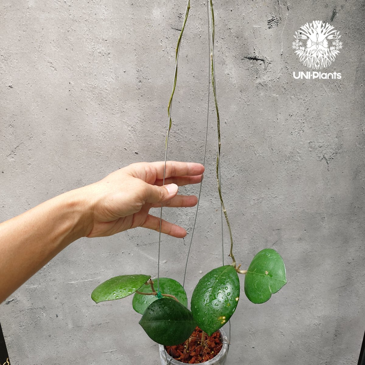 hoya cv joy 希少　レア品種 hoya cv joy 希少 レア品種 hoya cv joy 希少 レア品種