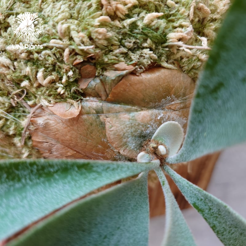 Patycerium veitchii wild（pup）ビカクシダ ベイチー ワイルド