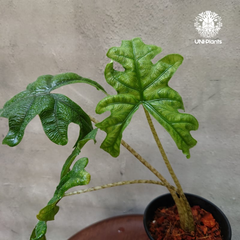 Alocasia jacklyn アロカシア ジャクリン アロカシアジャックリン 観葉