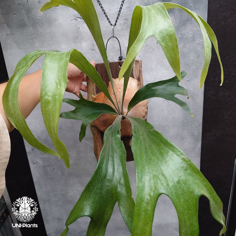 Platycerium P.hillii 'pao pao' × 'Mt Lewis 'Tr