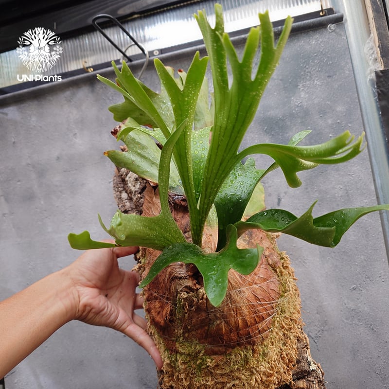 Platycerium coronarium Thin ビカクシダ コロナリウム シン ビカク