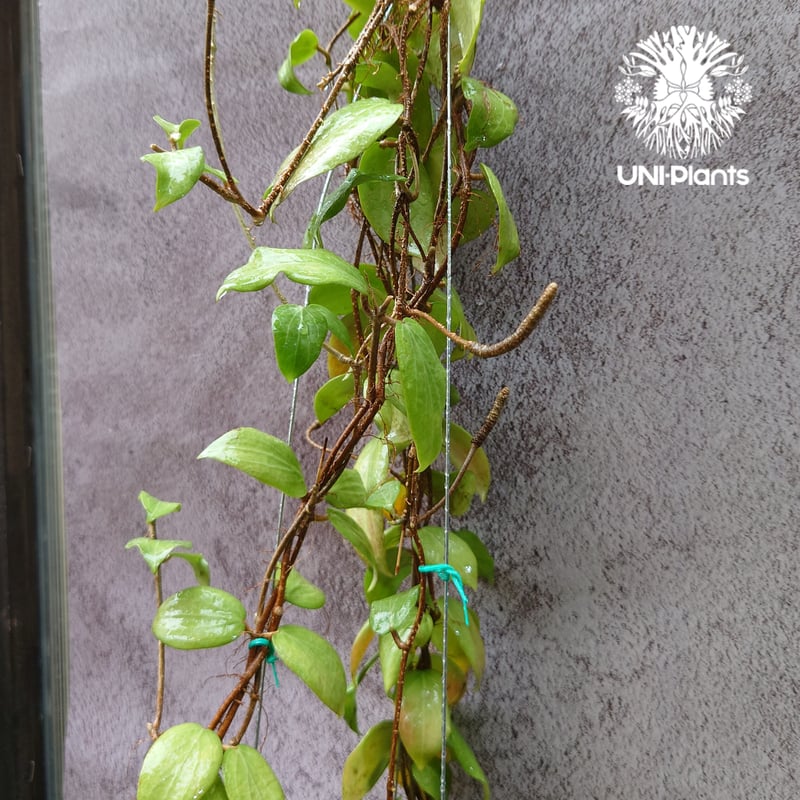 花座付き。 Hoya Fitchii orange flower (short leaves