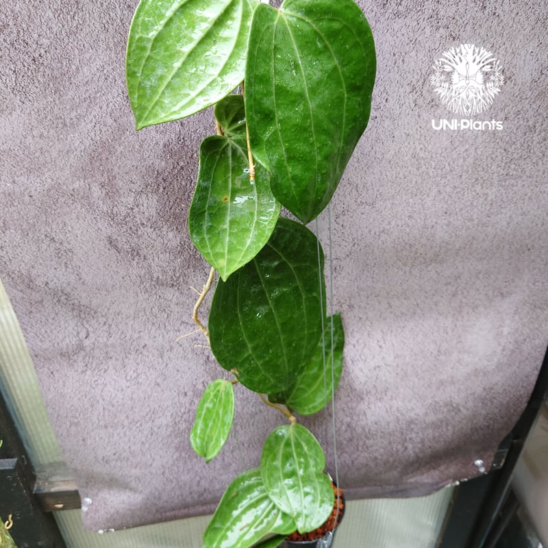 Hoya Latiforia ホヤ ラティフォリア 大ぶり!! ホヤ 植物 ホヤの花 観葉