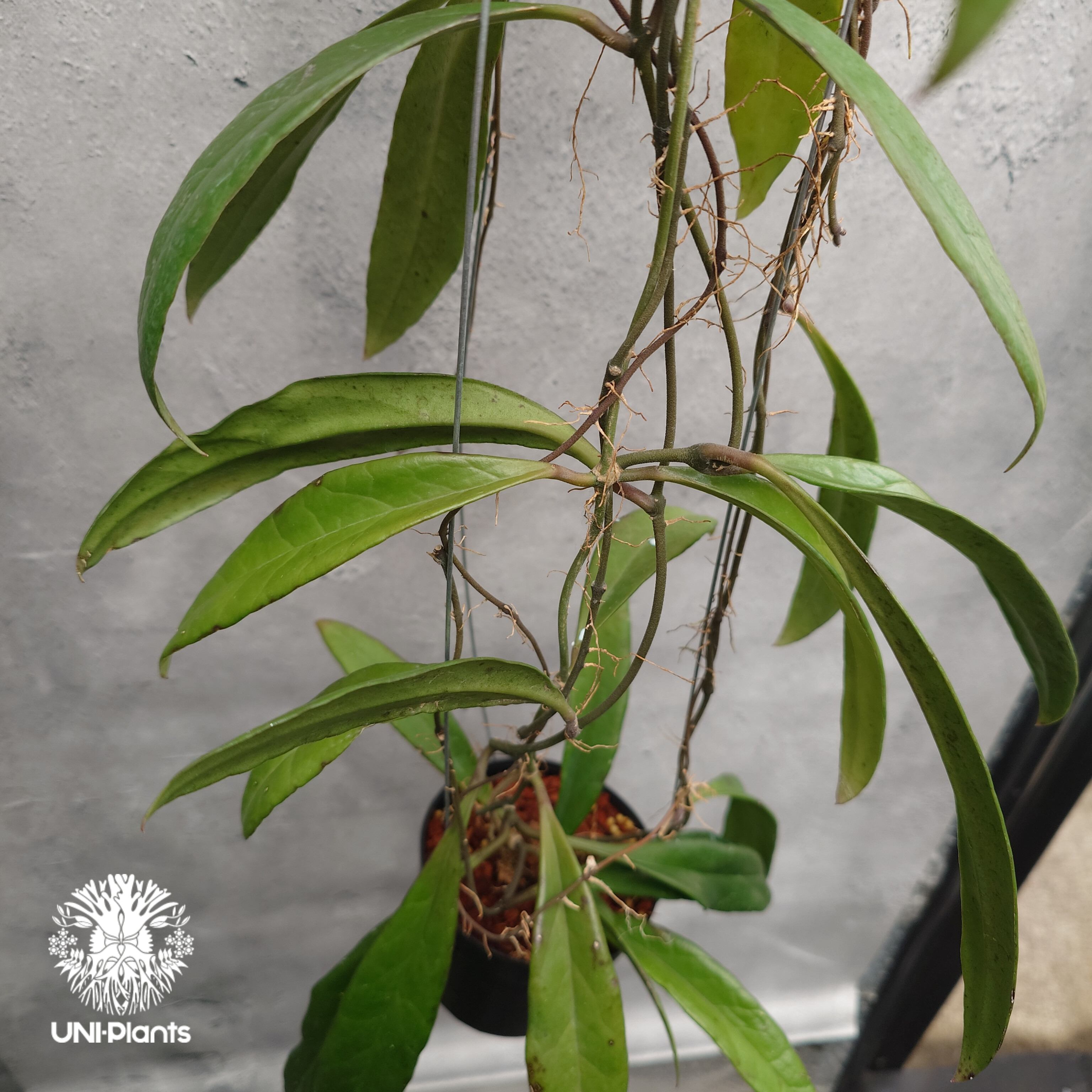 0761 Hoya sulawesiana ホヤ　スラウェシアナ Hoya Sulawesiana ホヤ スラウェシアナ ホヤ植物 Hoya plants 珍し