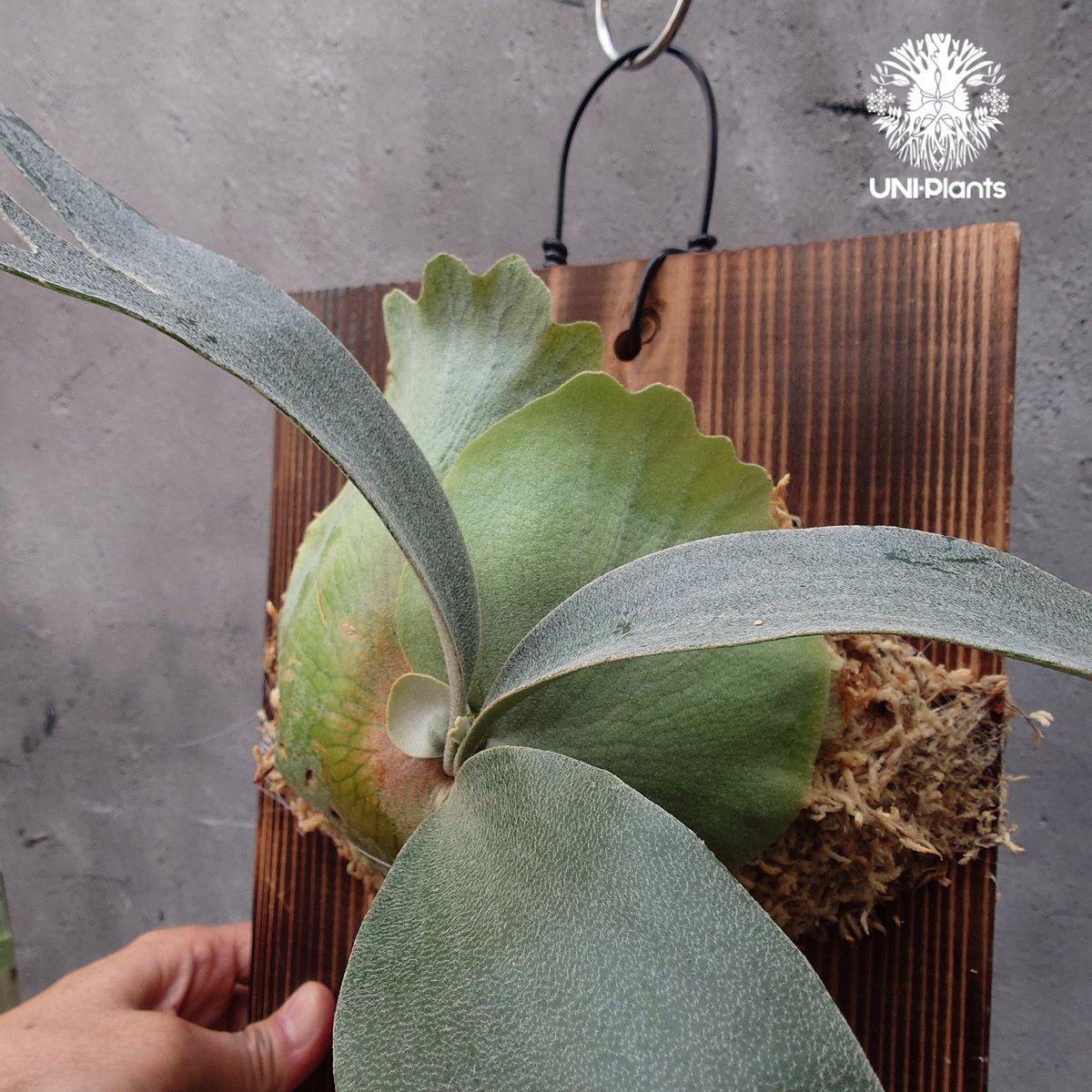 Platycerium Banna #A (pup) ビカクシダ バンナ #A (子株) ビカ Platycerium Banna #A (pup) ビカクシダ バンナ #A (子株) ビカ