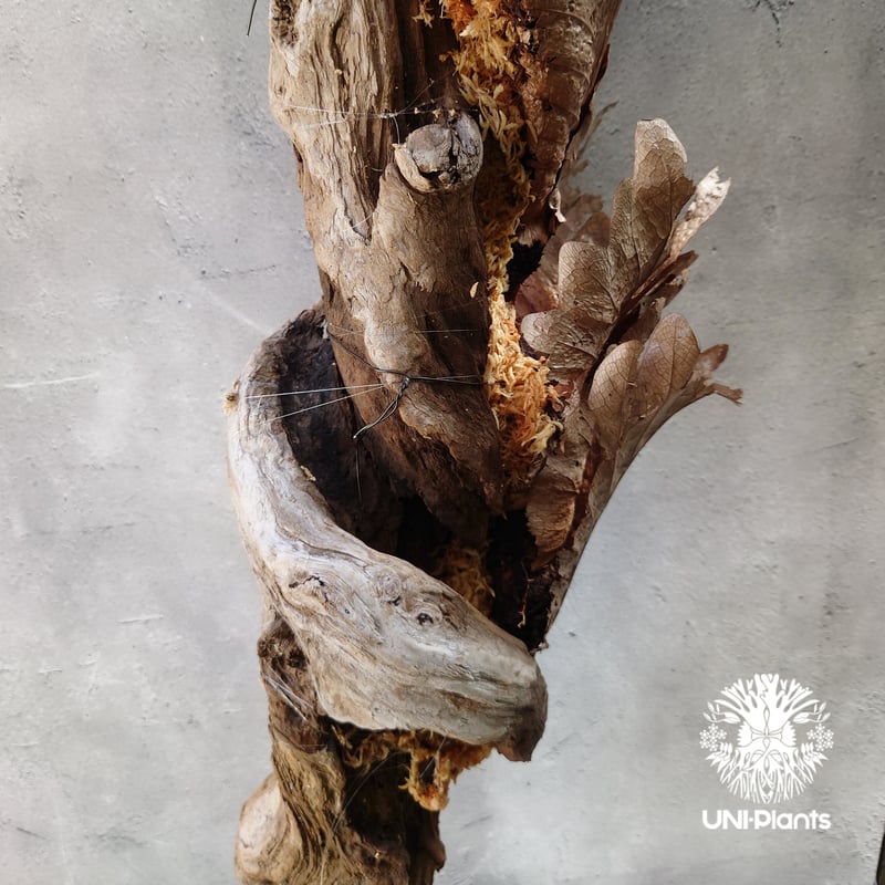 Drynaria quercifolia ドリナリア クエルシフォリア 群生 流木仕立て