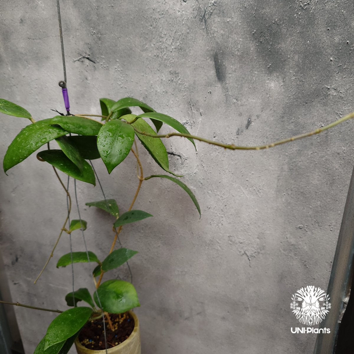 希少! Hoya mindorensis superba ホヤミンドレンシス スパーバ ホヤ植