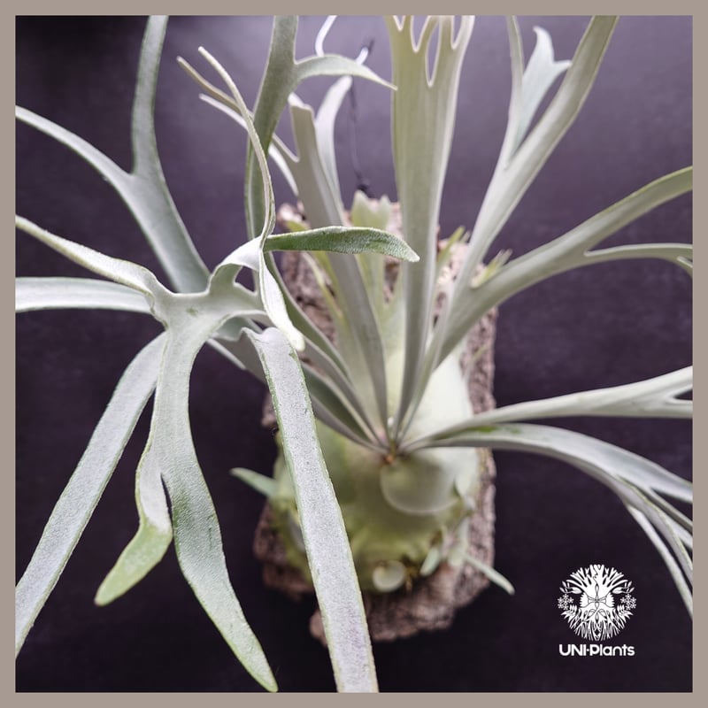 ︎︎︎︎☑︎ veitchii wild × Diversifolium ビカクシダ veitchii wild × Diversifolium 選抜 ビカクシダ