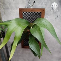 トフスラン専用　ビカクシダ 観葉植物/ビカクシダ（コウモリラン）：飛ぶ鳥（Tobutori