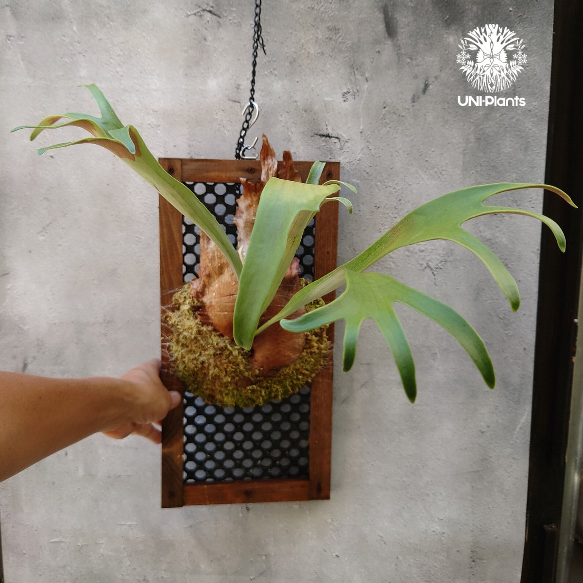 ビカクシダ 品種不明 Platycerium sp.コウモリラン ビカクシダ ビカクシダ 品種不明 Platycerium sp.コウモリラン ビカクシダ