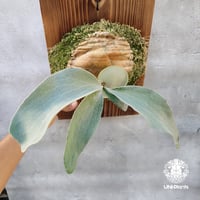 Platycerium willinckii wild cat(spore) ビカクシダ ウィ