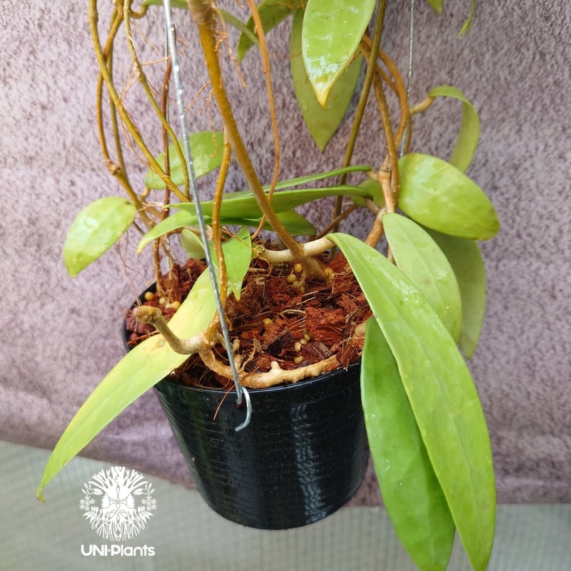 花座いっぱい! Hoya Parasitica lite pink ホヤ パラシティカ ライト