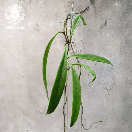 ホヤスラウェシアナ | STORES