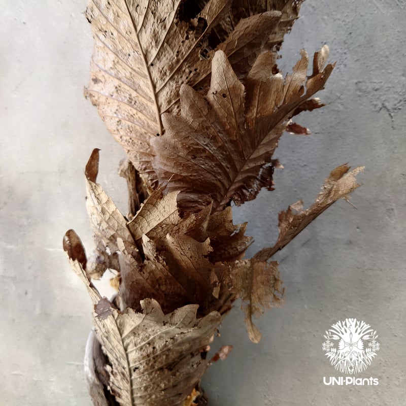 Drynaria quercifolia ドリナリア クエルシフォリア 群生 流木