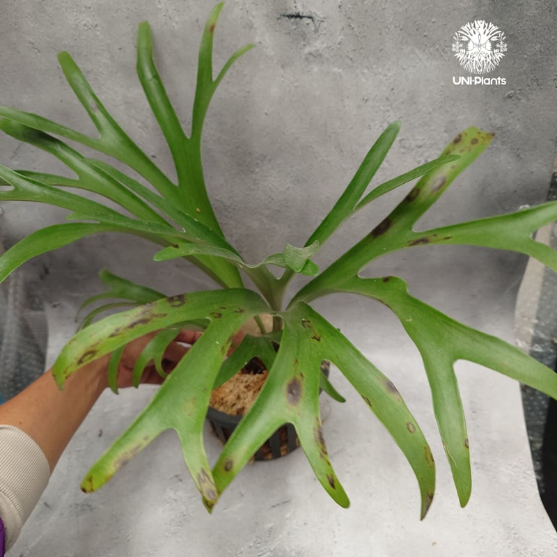 Platycerium alcicorne var.Madagascar ビカクシダ アルシコ