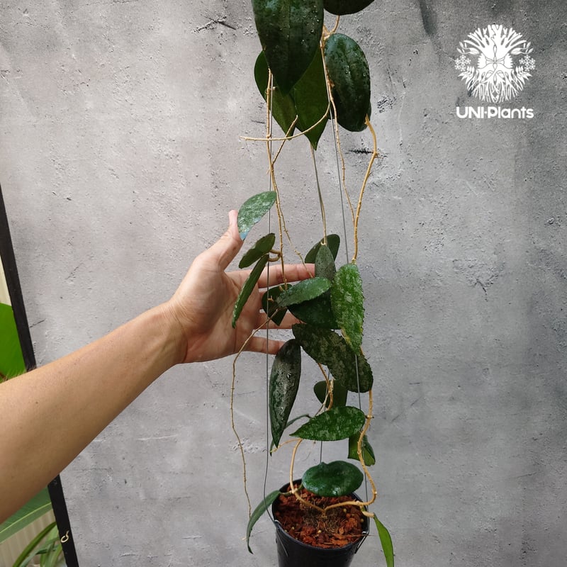 Hoya Caudata ホヤ カウダータ ホヤ植物 珍奇 珍しい 希少 レア