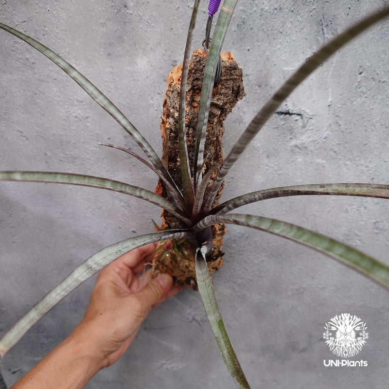 Tillandsia ヒルタ Tillandsia hildae チランジア ヒルダエ インテリア植物 エアー