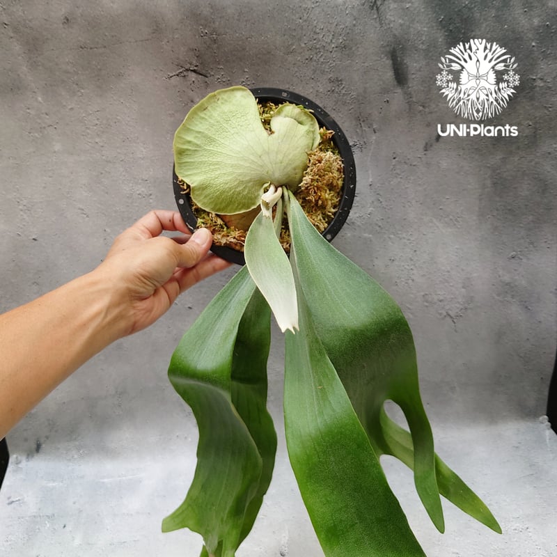 Platycerium Hanabi ビカクシダ コウモリラン platycerium sta