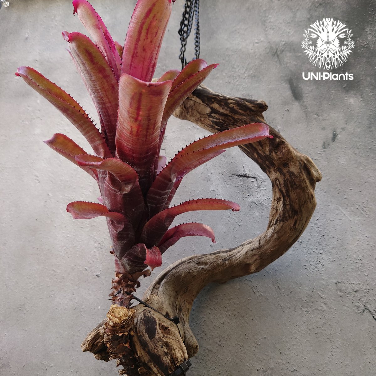 Aechmea nundicaulis hybrid エクメア ヌディカウリス hybrid