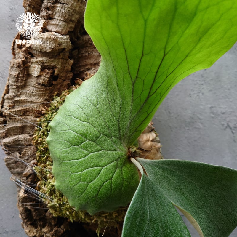 希少!ビカクシダ ネプチューン Platycerium Neptune コウモリラン