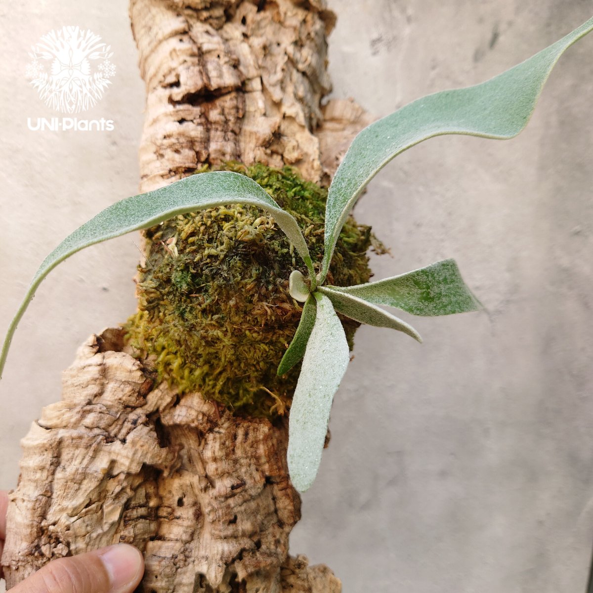 ビカクシダ ベイチー Patycerium veitchii コウモリラン