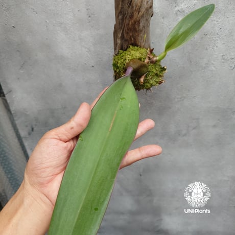Bulbophyllum cruentum x phalaenopsis バルボフィラム クルエンタム×ファレノプシス 着生蘭 着生ラン orchid 洋蘭 着生植物 インテリア植物 ハンキング植物
