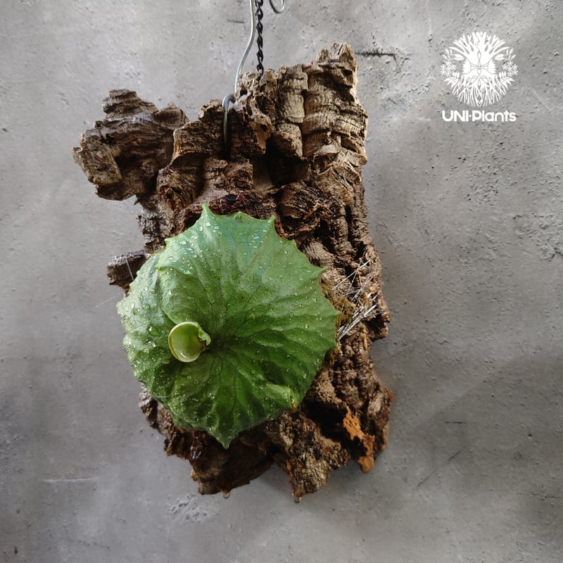 期間限定値下げ　ダウボーイ　ビガクシダ Platycerium Dawboy ビカクシダ ダウボーイ コウモリラン ビカクシダ