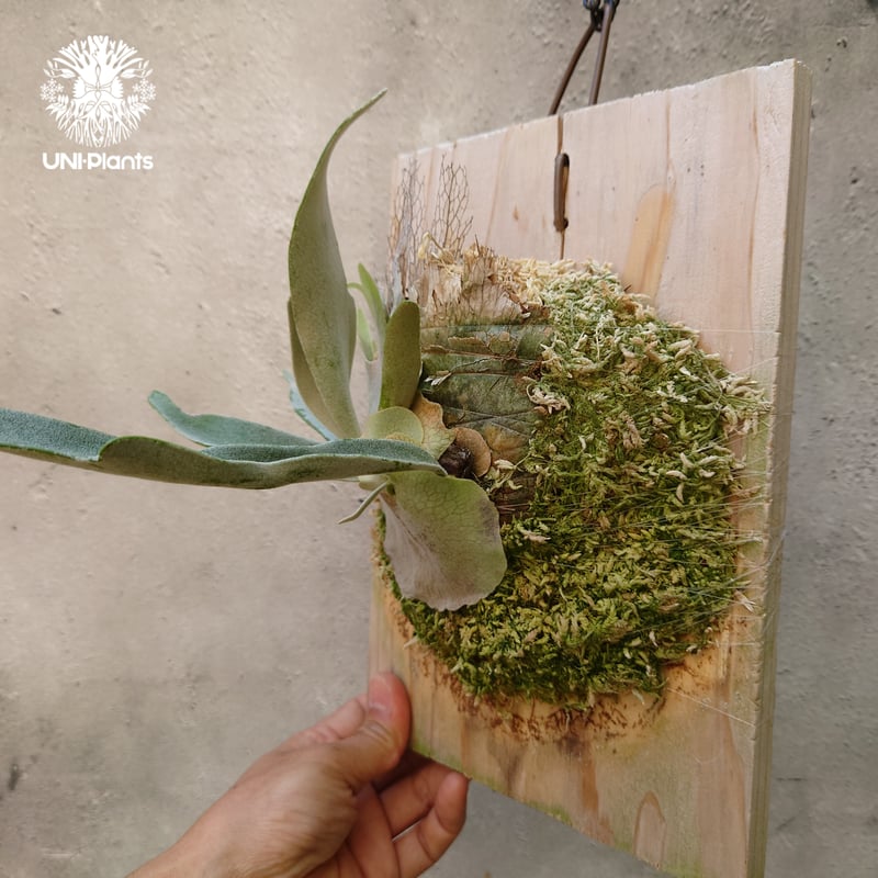 ビカクシダ ベイチー ワイルド Patycerium veitchii wild ビカクシダ ベイチー ワイルド Patycerium veitchii wild