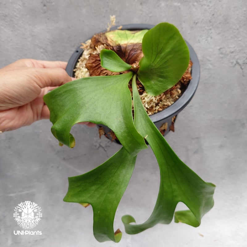 Platycerium coronarium ' Lesasha ' ビカクシダ コロナリウム