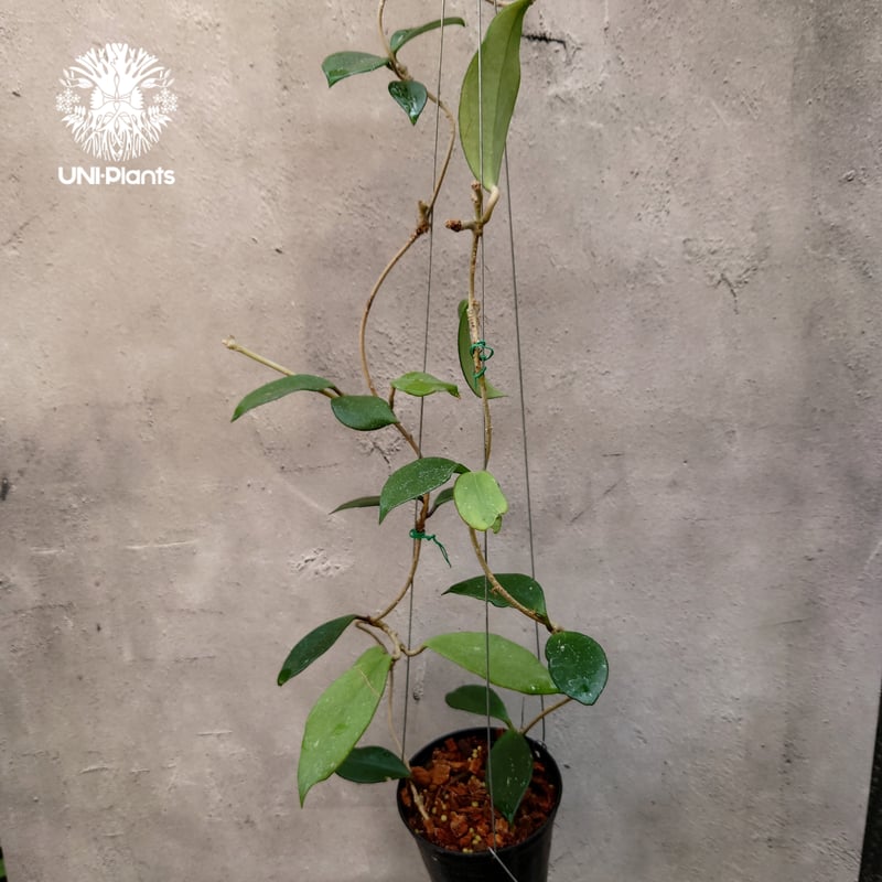 ホヤ プビカリクス ロイヤル ハワイアン パープル Hoya pubicalyx