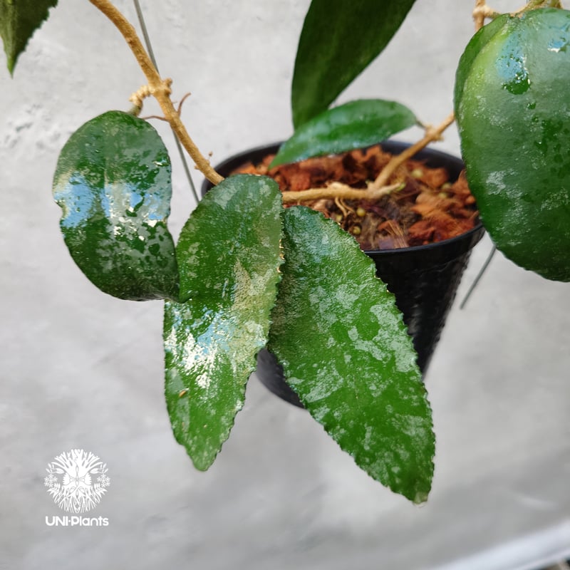 ホヤ　カウダータ Hoya Caudata ホヤ カウダータ ホヤ植物 珍奇 珍しい 希少 レア