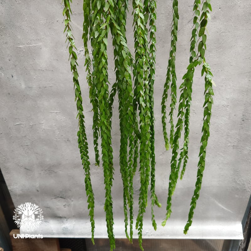 Huperzia spp. フペルジア Phlegmariurus (フレグマリウルス) 観