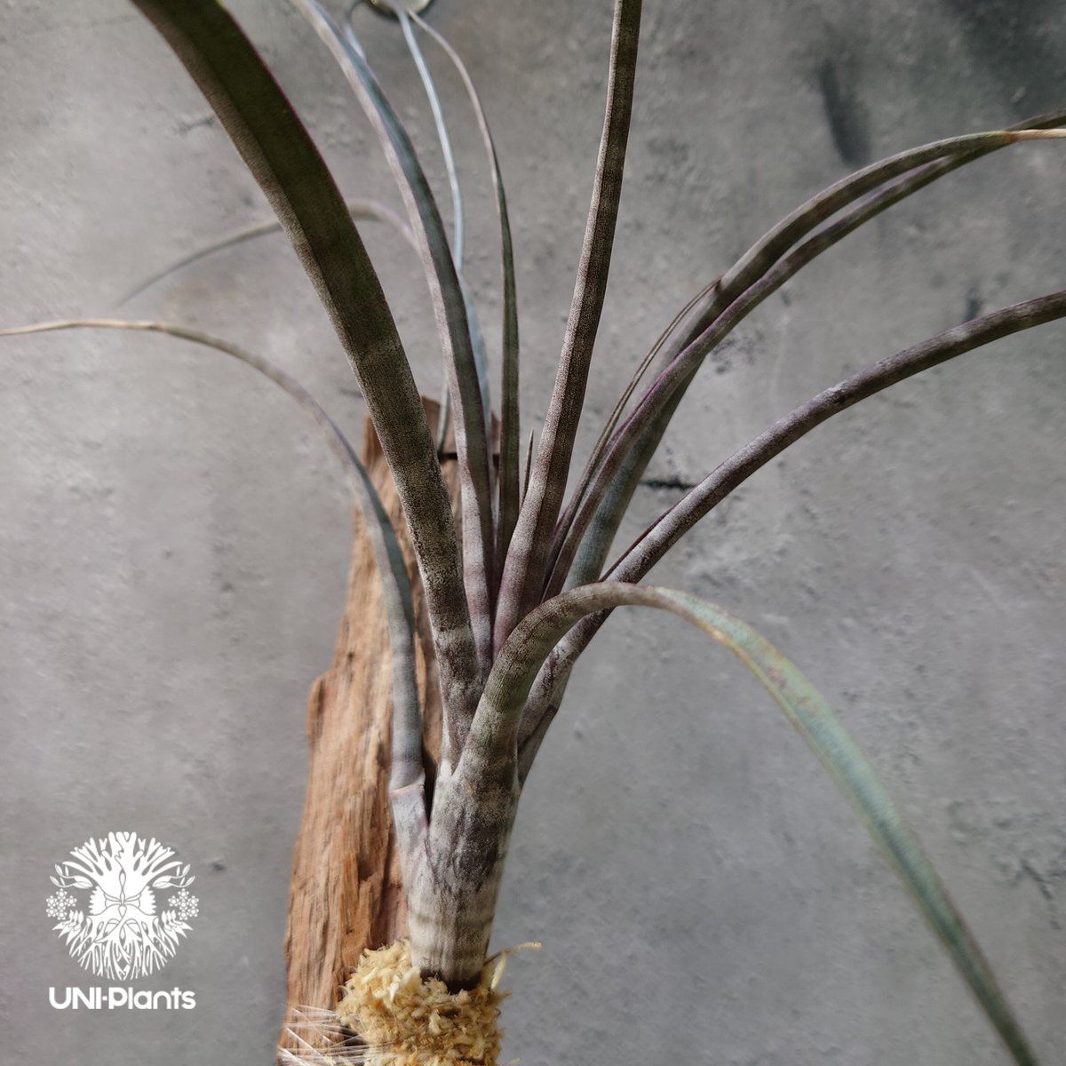 Tillandsia hildae チランジア ヒルダエ インテリア植物 エアープランツ エア...