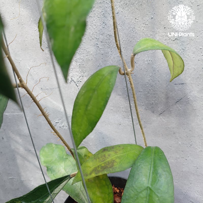 限定1株入荷 Hoya Clemensiorum short leaves ホヤ クレメンシ